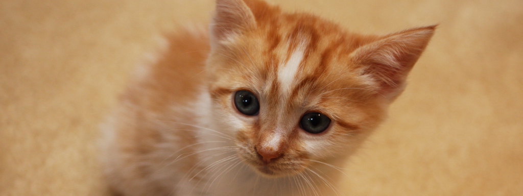 Kleine süße Katze - erhöht die Spendenbereitschaft!